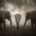 Image_500px__Photo_Elephant_whisperer_by_Leszek_Bujnowski