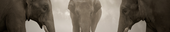 500px / Photo "Elephant whisperer" by Leszek Bujnowski